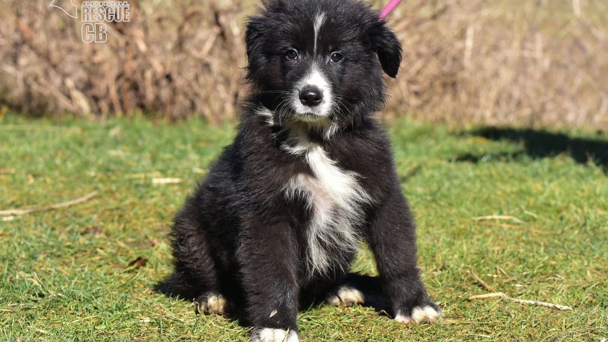 Na Českobudějovicku našli v chodbě uhynulou fenu. Štěňata živořila v malé kuchyni.