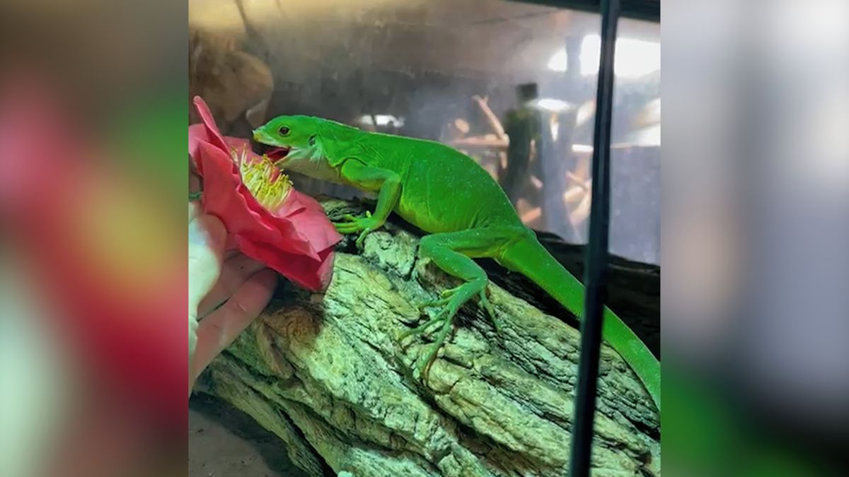 Botanici poslali ještěrkám voňavý dárek. Exotičtí plazi si v liberecké zoo pochutnávají na čerstvých květech kamélií