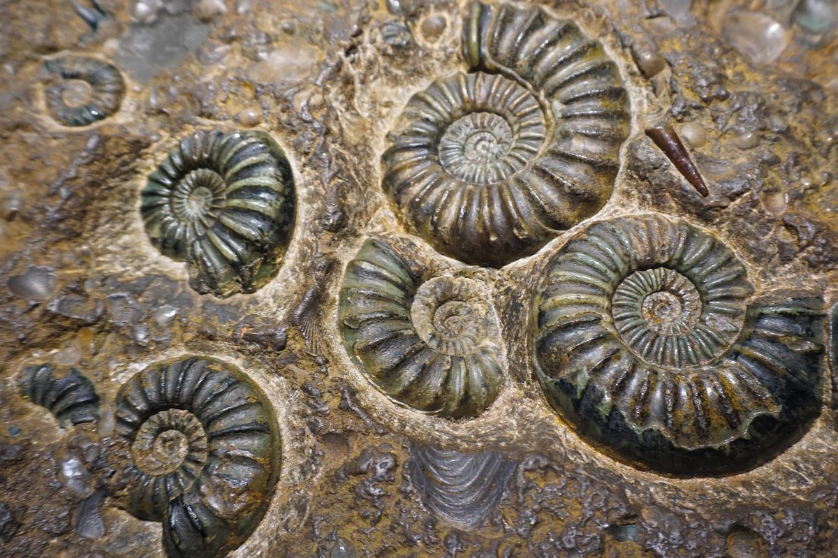 Mořské fosilie vysoko v horách? Tvrzení o „důkazu“ potopy světa má jednoduché geologické vysvětlení