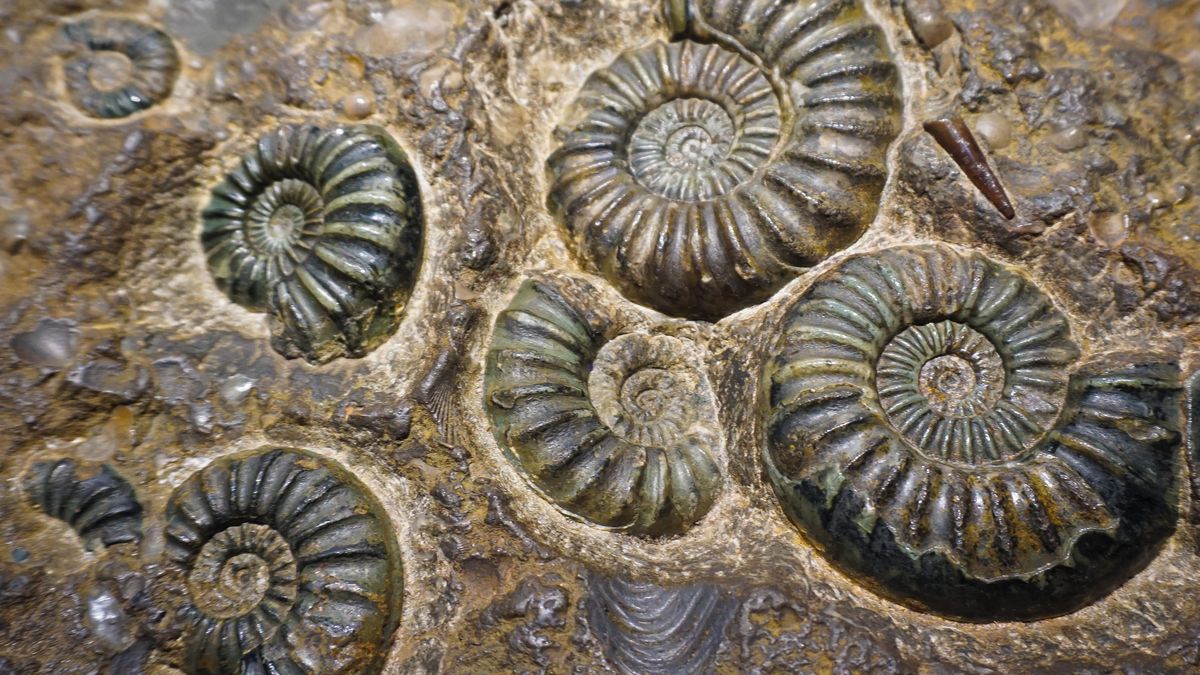 Mořské fosilie vysoko v horách? Tvrzení o „důkazu“ potopy světa má jednoduché geologické vysvětlení