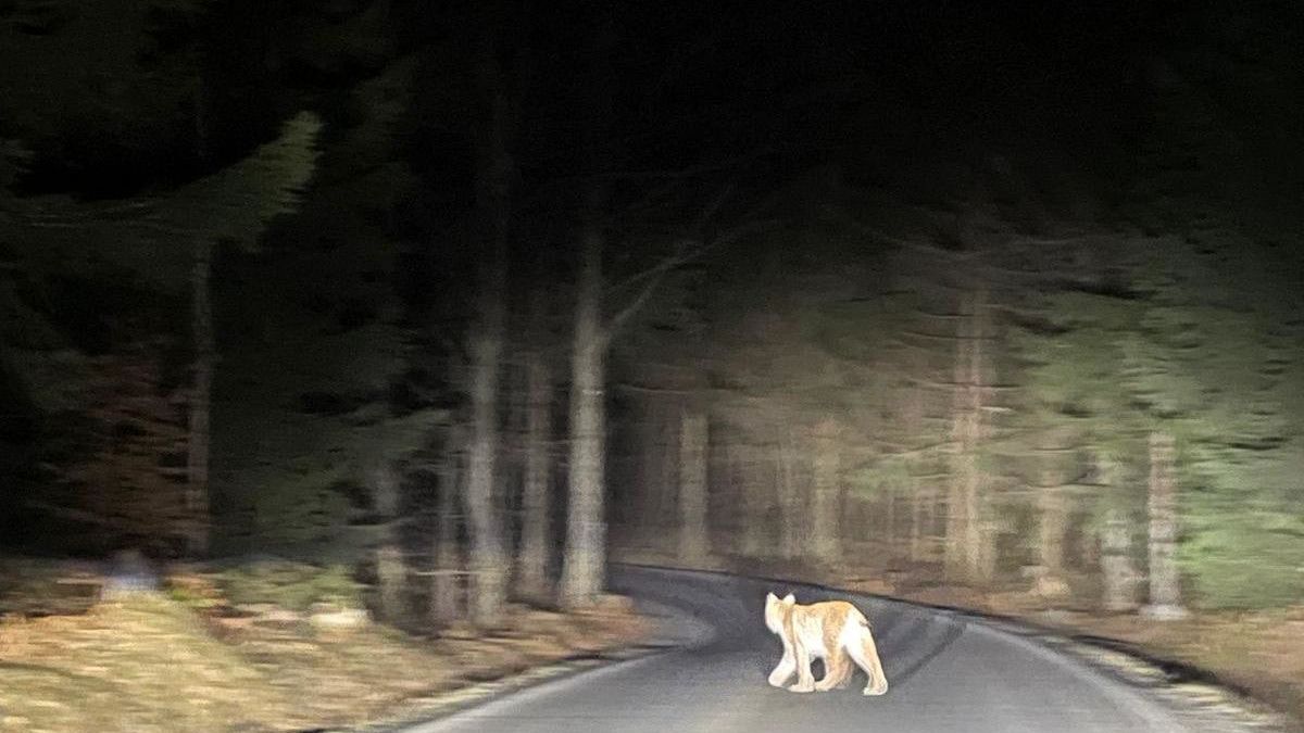 Ohromily nás jeho tlapy. Před autem na severu Čech přeběhl rys ostrovid