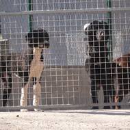 Štěňata tráví první rok v chovatelských rodinách, kde se učí základním návykům. Po návratu do centra začíná specializovaný výcvik zaměřený na konkrétní pomoc.