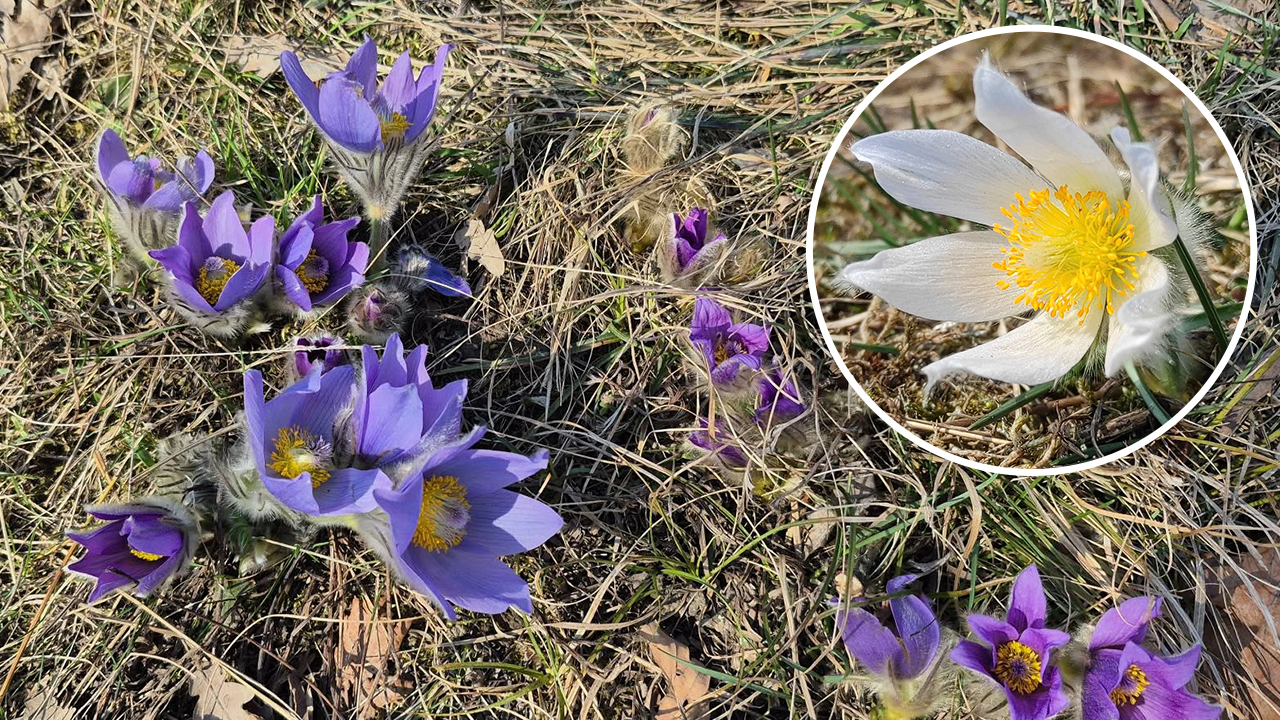 V moři modrofialových konikleců v Brně lze najít i ty zcela bílé. Prý plní přání