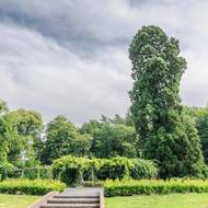 Sekvoj obrovská z Ledeboerského parku, Nizozemí, 10. místo