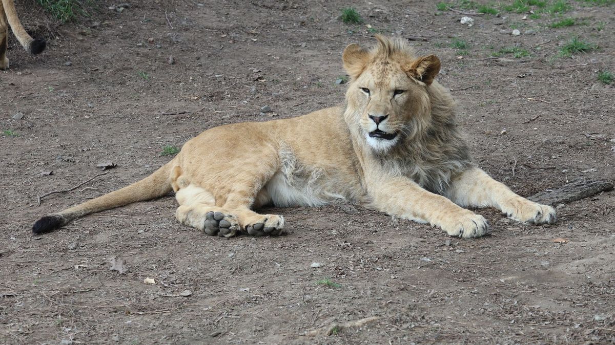 Mladý lev z Hodonína spolu se lvicemi z Dvora Králové doletěli bezpečně do Izraele