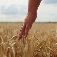 Na co se mohou diváci těšit? Třeba na romantiku polí s ječmenem… 