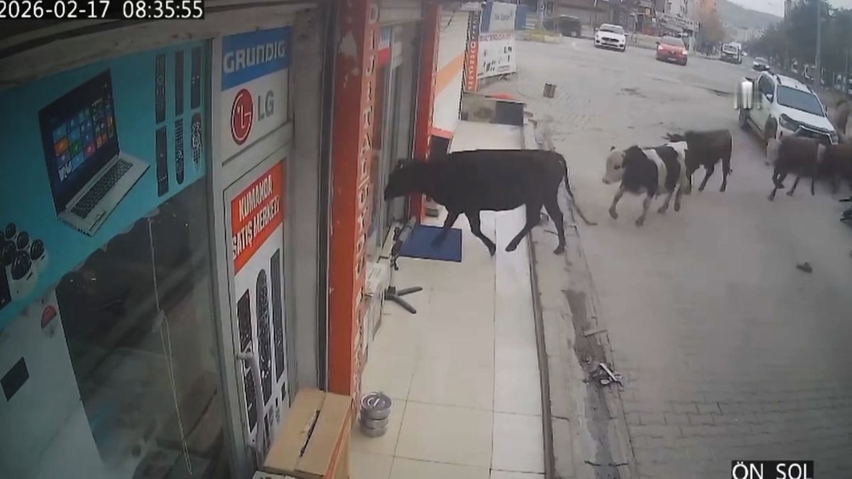 Do prodejny elektrospotřebičů v Turecku napochodovalo stádo krav