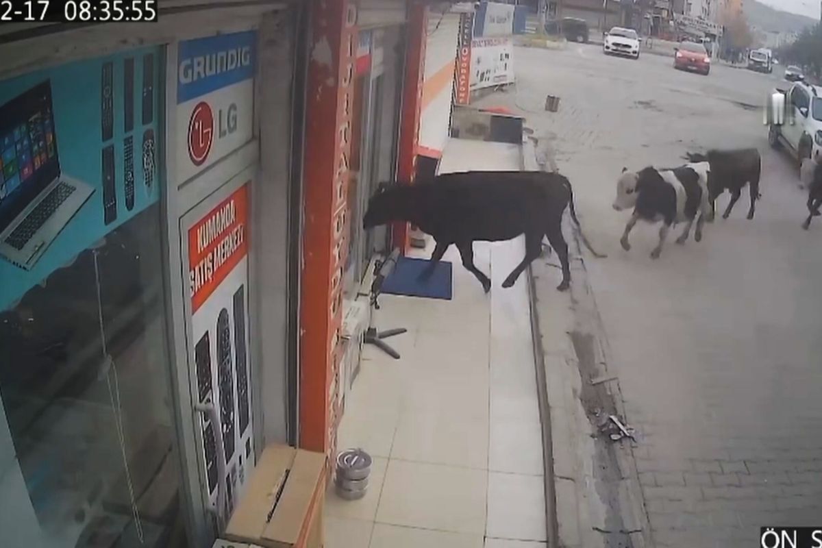 Do prodejny elektrospotřebičů v Turecku napochodovalo stádo krav
