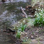 Národní přírodní rezervací Ransko protéká i potok.