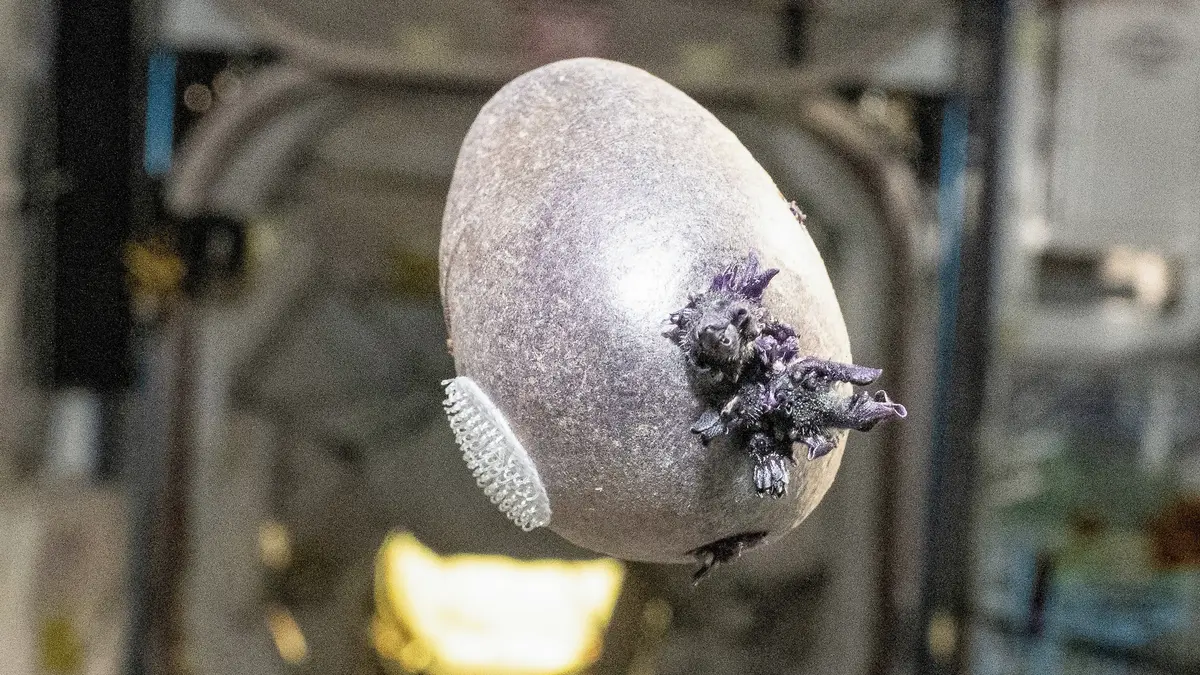 Z brambory vypěstované na ISS vyrašil „mimozemsky“ vypadající fialový výrůstek