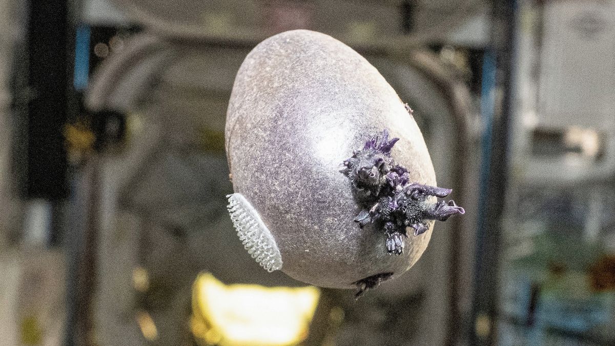 Z brambory vypěstované na ISS vyrašil „mimozemsky“ vypadající fialový výrůstek