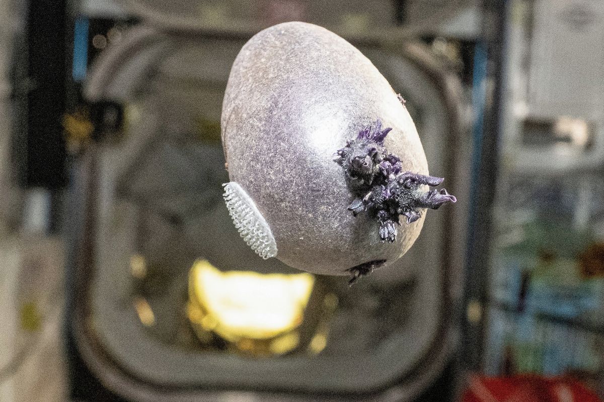 Z brambory vypěstované na ISS vyrašil „mimozemsky“ vypadající fialový výrůstek