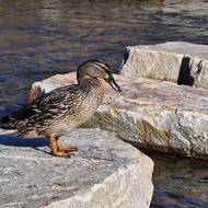 Vedle dětí si ploché kameny oblíbily také kachny.