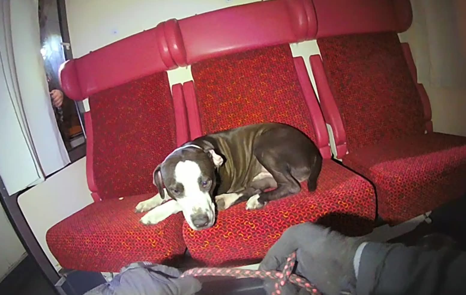 Muž ustlal psovi v odstaveném vlaku a šel pracovat. Vyděšené zvíře skončilo v útulku