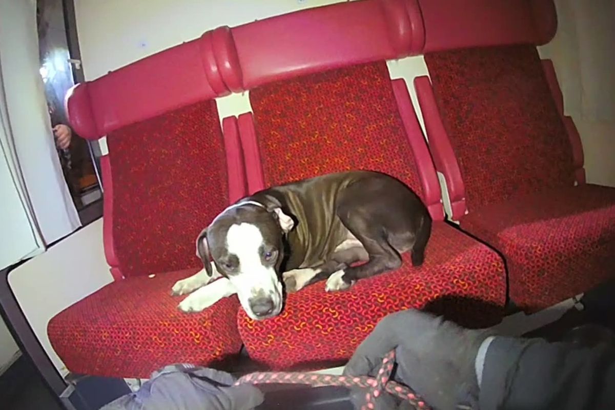 Muž ustlal psovi v odstaveném vlaku a šel pracovat. Vyděšené zvíře skončilo v útulku