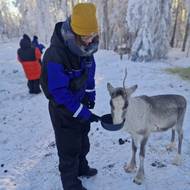 Součástí návštěvy farmy je i krmení sobů, kteří jsou bez použití návnady velmi plachá zvířata.