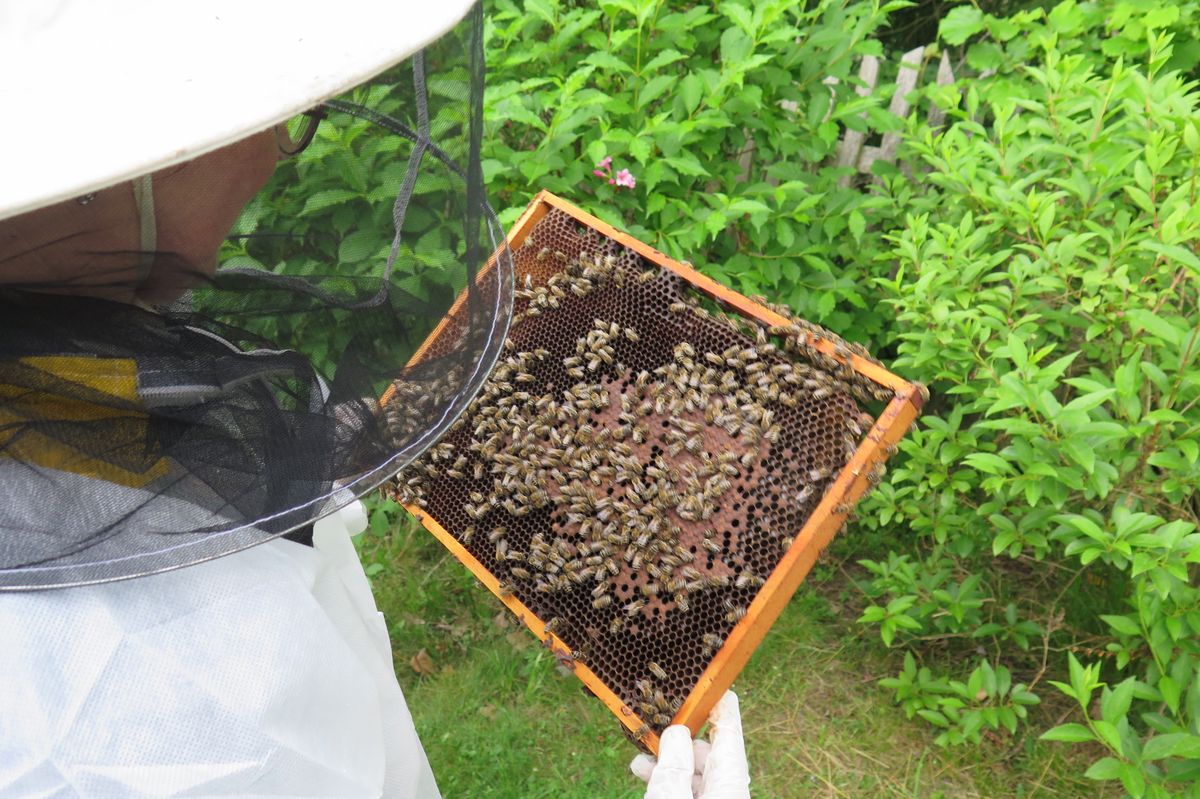 Snížit ztráty včelstev. Vědci ověří nové možnosti boje proti varroáze