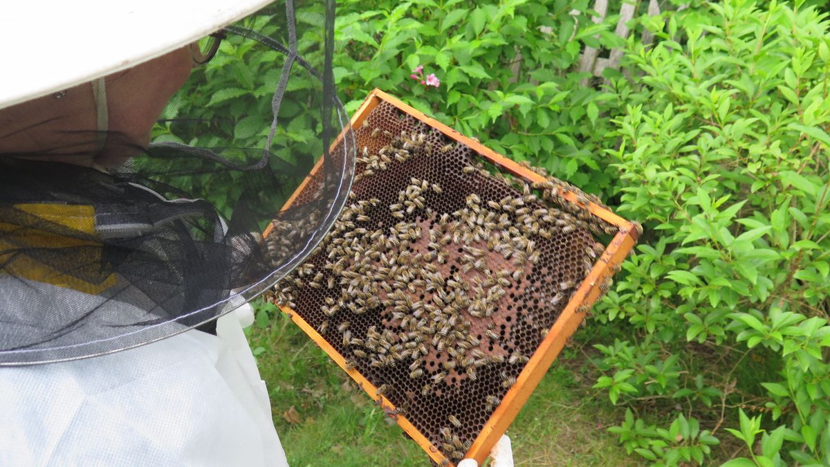Snížit ztráty včelstev. Vědci ověří nové možnosti boje proti varroáze