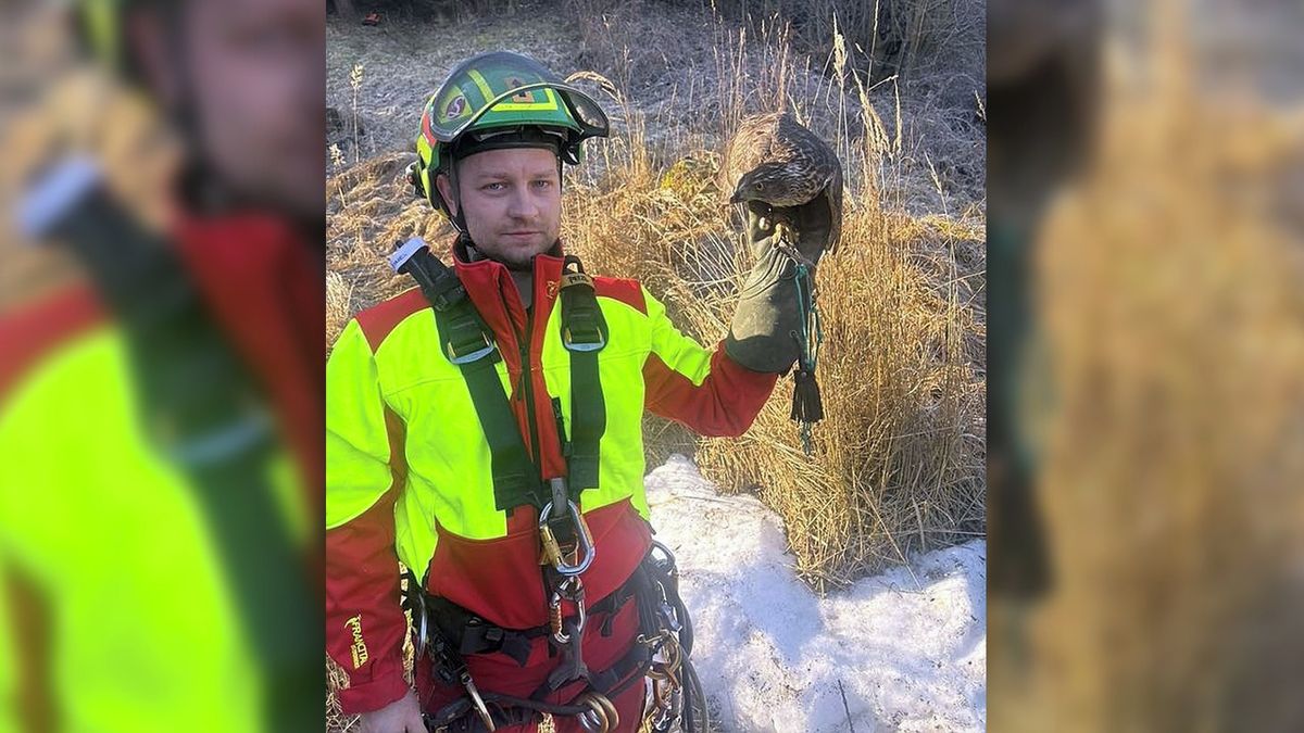Hasiči pomáhali na Blanensku jestřábovi v nesnázích, zamotal se ve větvích