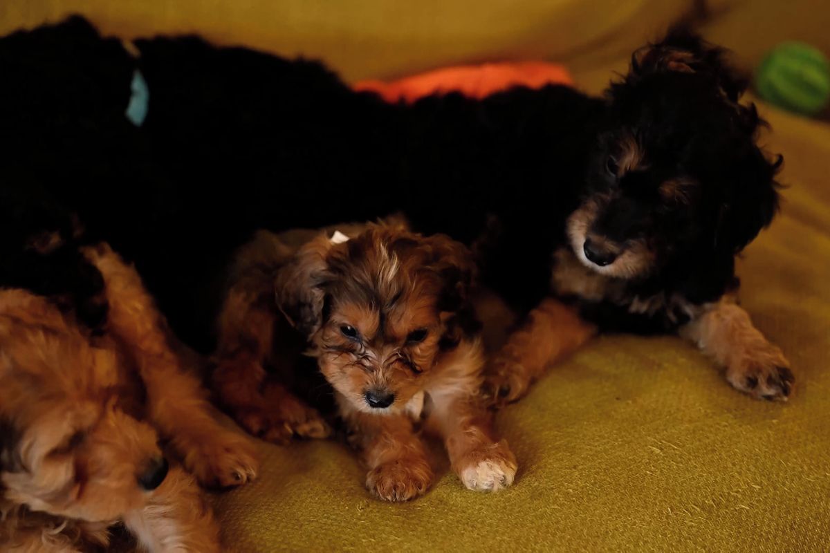 Fena irského setra přivedla na svět rekordních 17 štěňat v jednom vrhu