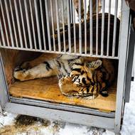 Transport mladého tygra ussurijského ze Zoo Zlín do Portugalska
