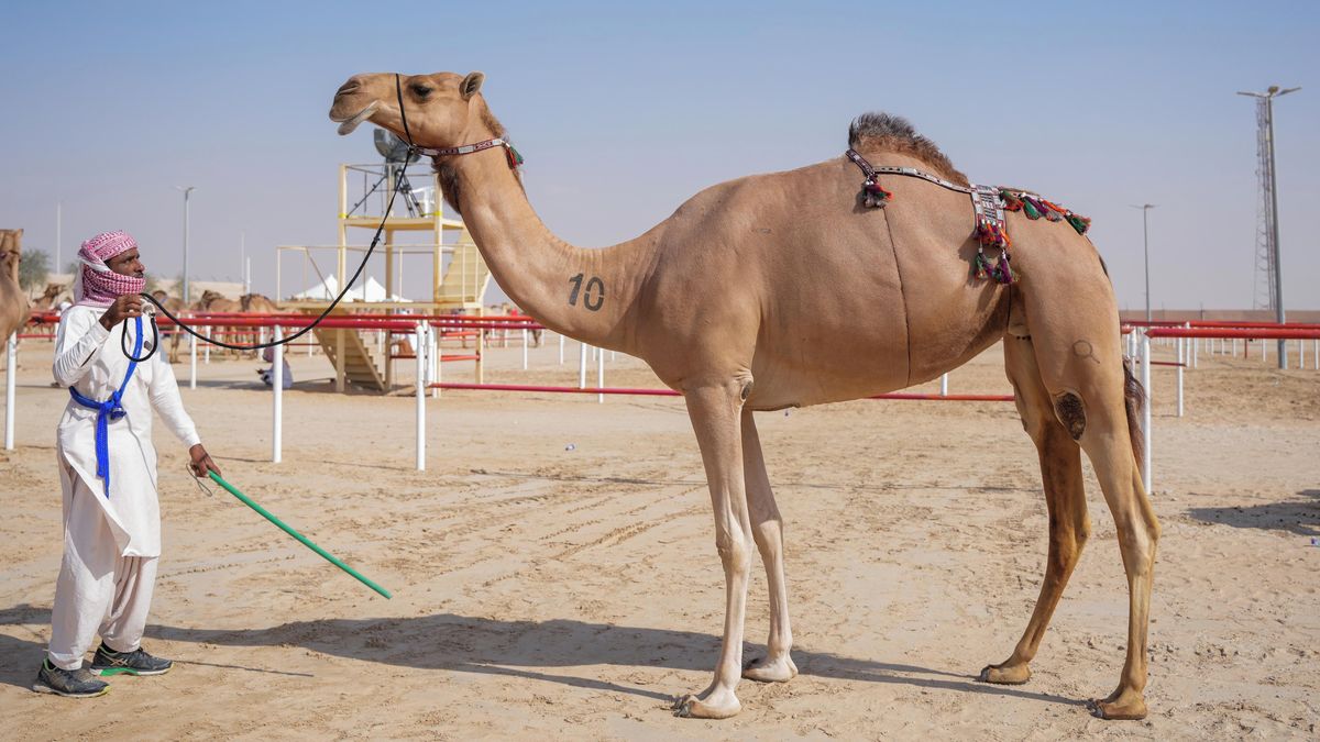 Ze soutěže krásy diskvalifikovali 20 velbloudů. Měli botox i silikonové implantáty