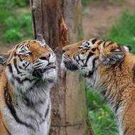 Tygři ussurijští v Zoo Zlín