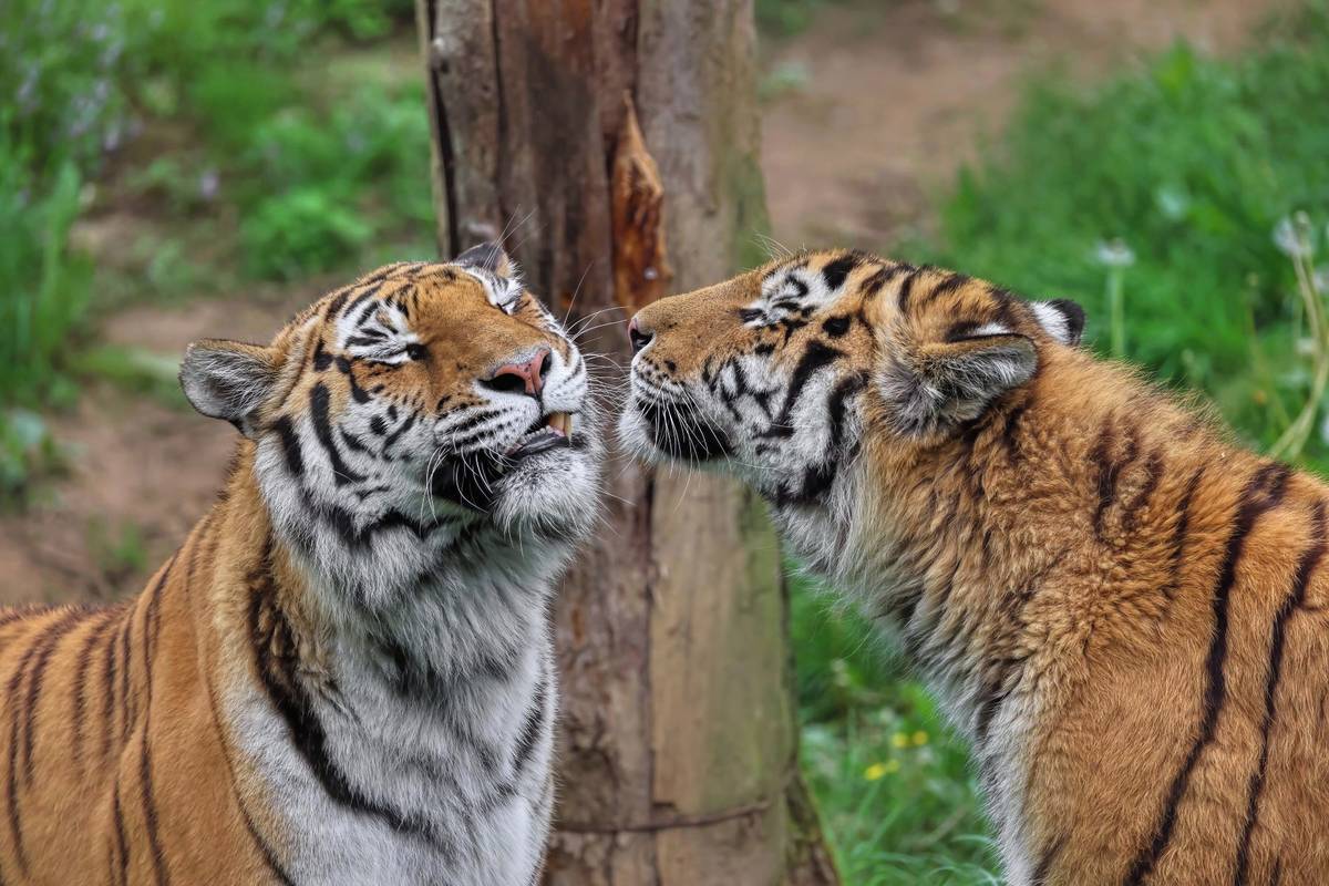 Tygři ussurijští v Zoo Zlín