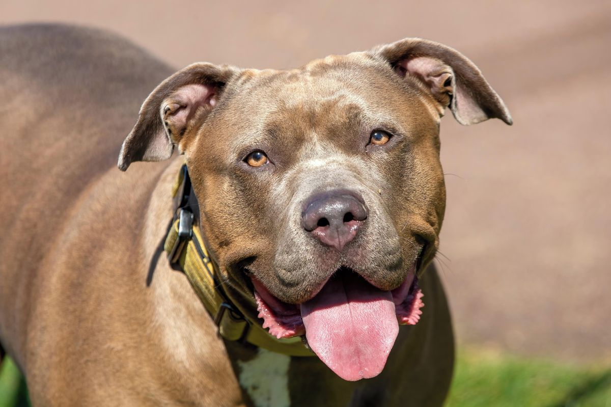 Smrtelný útok agresivního psa na seniora trval 45 minut. Britský soud poslal majitele na 12 let do vězení