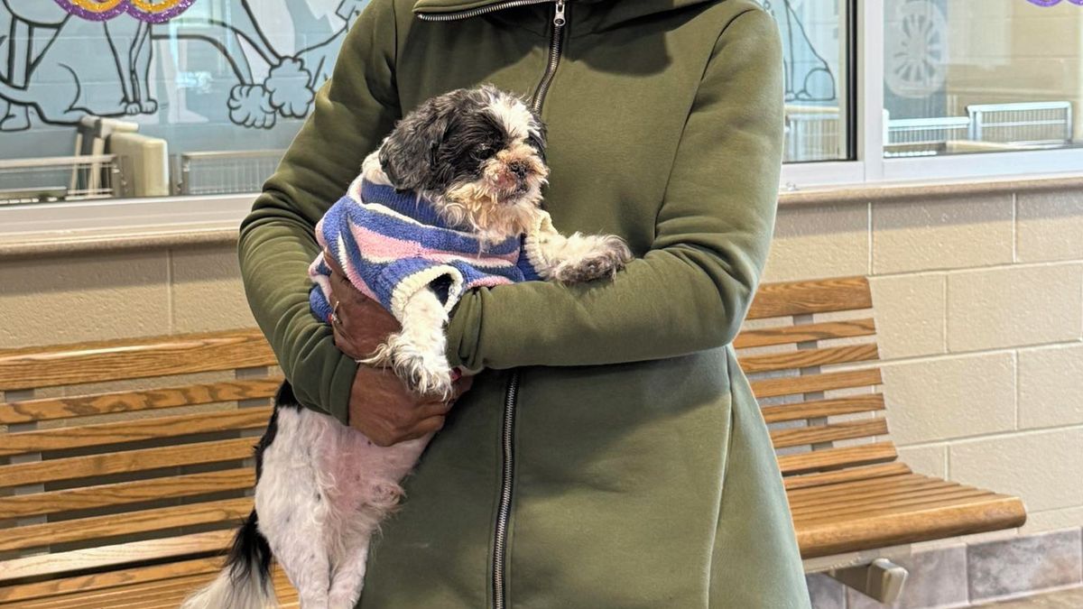 Pes se vrátil domů po devíti letech, majitelka jej náhodně objevila v útulku