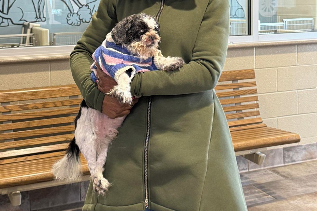 Pes se vrátil domů po devíti letech, majitelka jej náhodně objevila v útulku