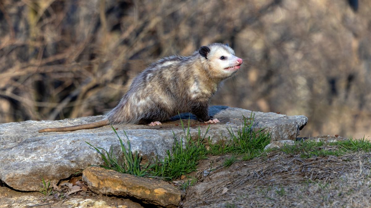 Vačice se ukryla na lodi a doplula se podívat na Aljašku