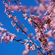 Okrasné třešně se nepěstují kvůli plodům, ale pro výrazně růžové květy. Pak jsou chloubou parků.