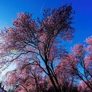 Perfektní ilustrace jara