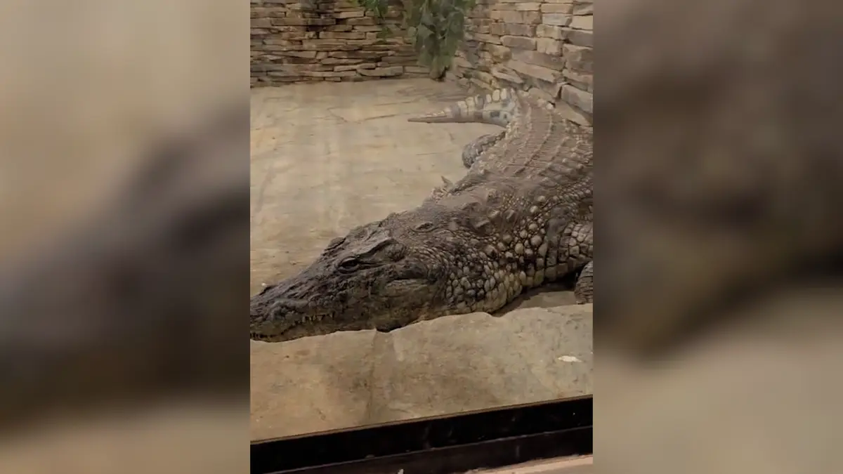 Z Vémolandu do Budějovic. Krokodýlí samice Lela si zvyká v jihočeské zoo