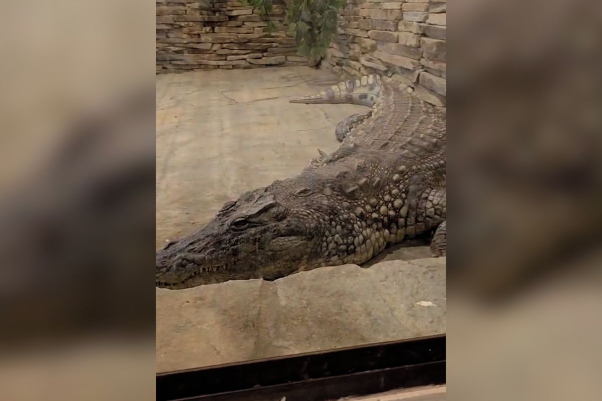 Z Vémolandu do Budějovic. Krokodýlí samice Lela si zvyká v jihočeské zoo