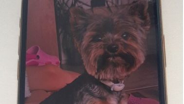 Odcizený pes cestoval z Teplic přes celou republiku, jeho únos skončil v Břeclavi