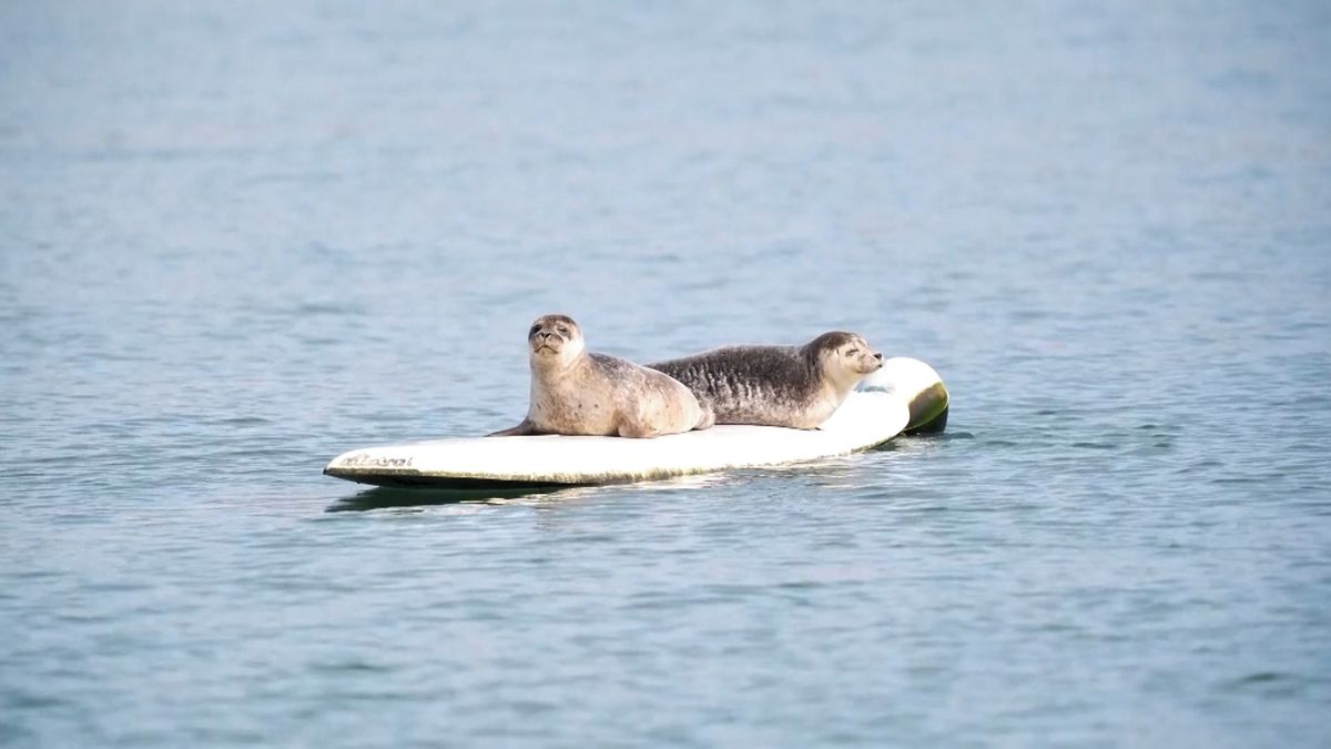 Tuleni na surfařském prkně okouzlili irské městečko. Hovoří se i o soše