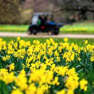 Průhonický park a kvetoucí narcisy