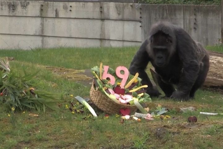 V berlínské zoo oslavila 69. narozeniny zřejmě nejstarší gorila na světě