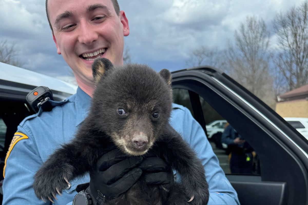 Američtí policisté chytali opuštěné medvídě, zatkli jej za roztomilost