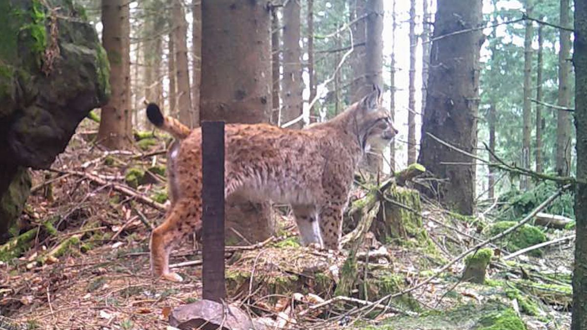 Skvělá zpráva. Nedaleko Čerchova na Domažlicku se potulují tři rysové