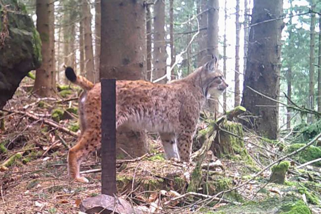 Skvělá zpráva. Nedaleko Čerchova na Domažlicku se potulují tři rysové
