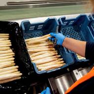 Na sklizeň a vlastně i na konzumaci je málo času. Chřestová sezona trvá jen pár týdnů. 