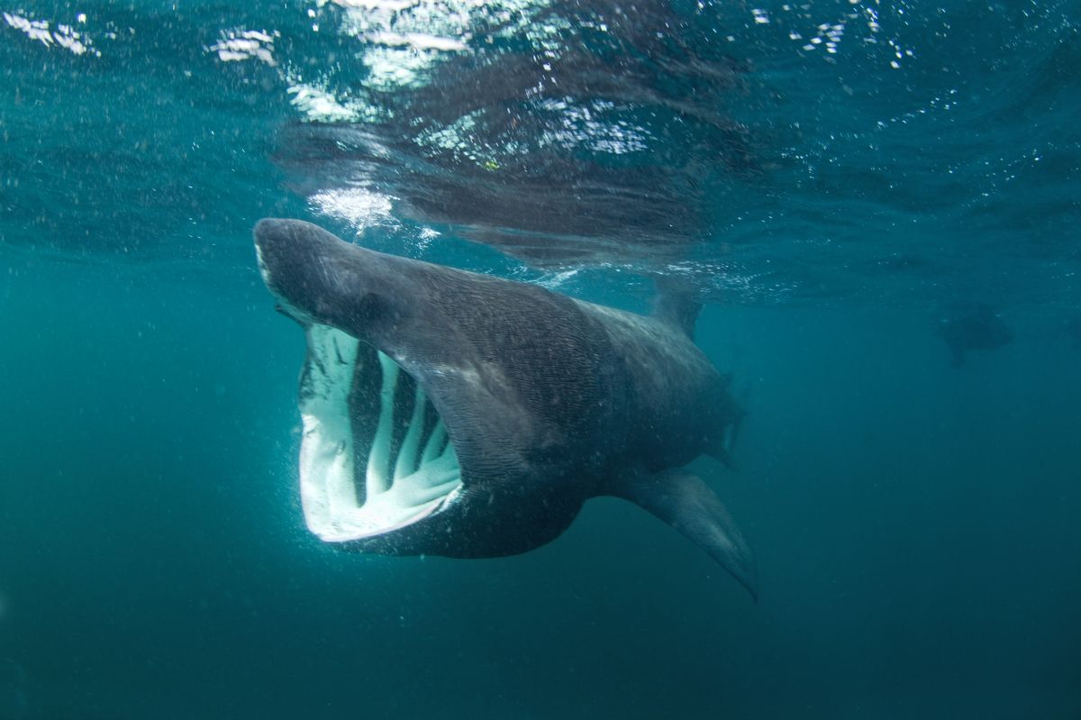 U francouzských břehů ve Středomoří krouží desetimetrový žralok. Rybáři jej zachytili na video