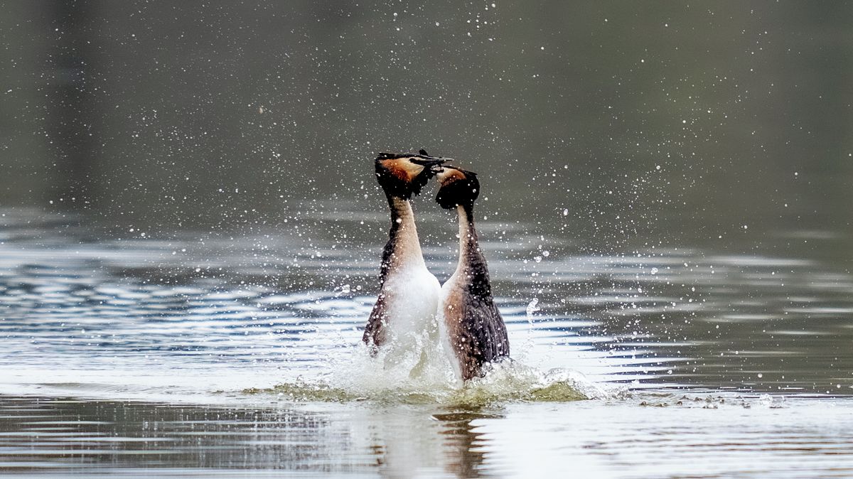 FOTO: Jaro na našich rybnících. Potápka a její zásnubní tanec