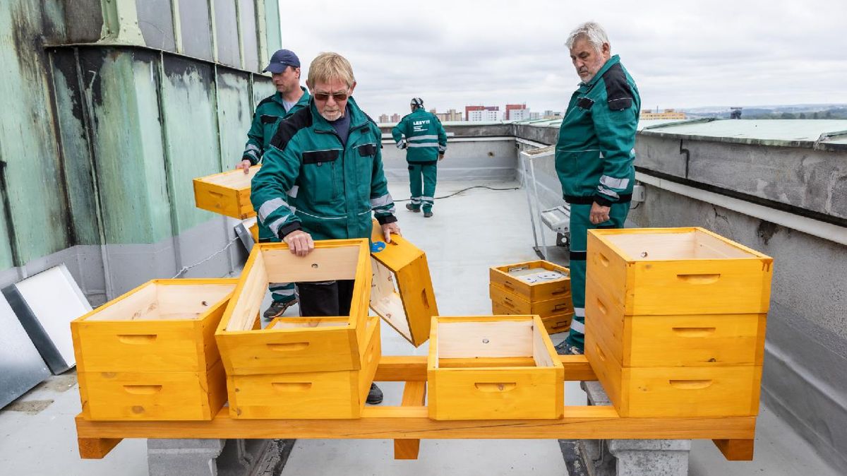 Ostravský experiment se podařil. Nejvyšší radnici v Česku obývají včely