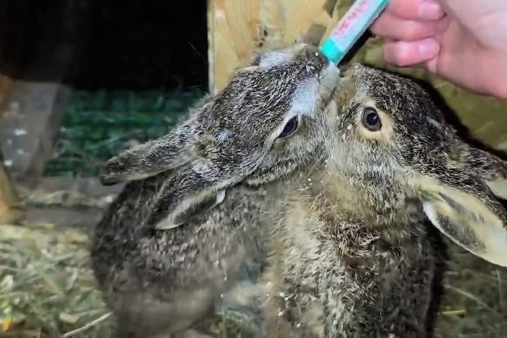 Mlaskání a vrnění při krmení. Záchranná stanice v Bartošovicích je plná jarních mláďat