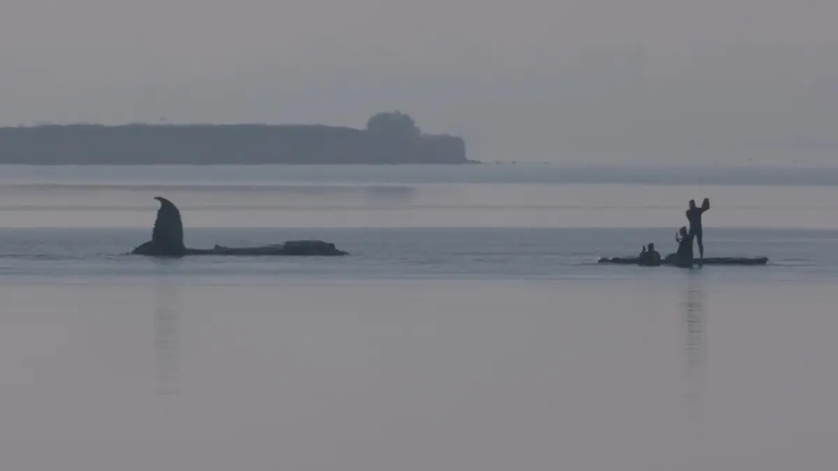 Záchrana keporkaka Timmyho jde do finále