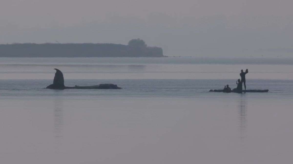 Záchrana keporkaka Timmyho jde do finále